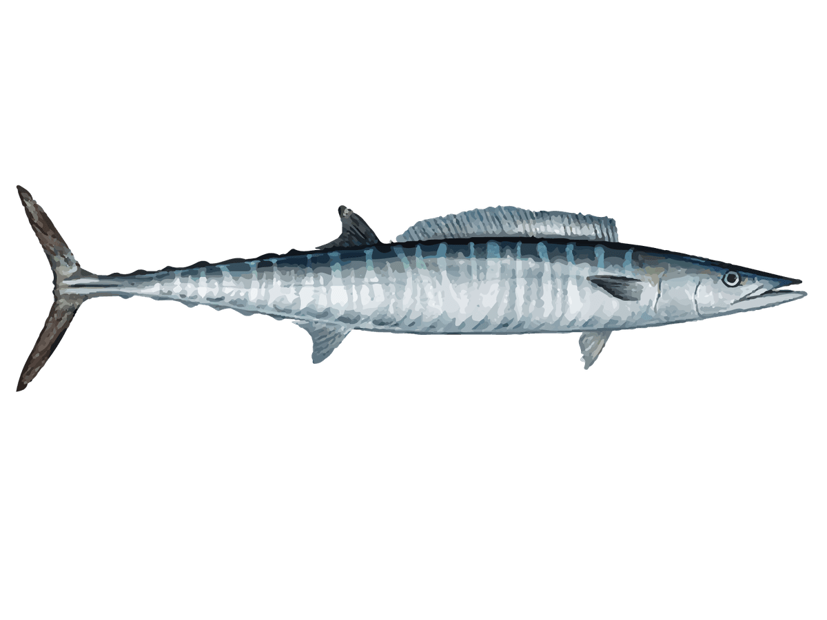 Wahoo Fish